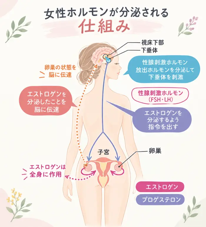 女性ホルモンと脳の仕組み