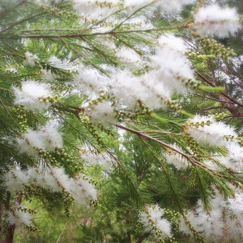 ティートゥリーの花