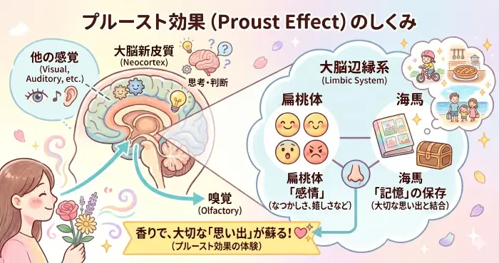プルースト効果の図解
