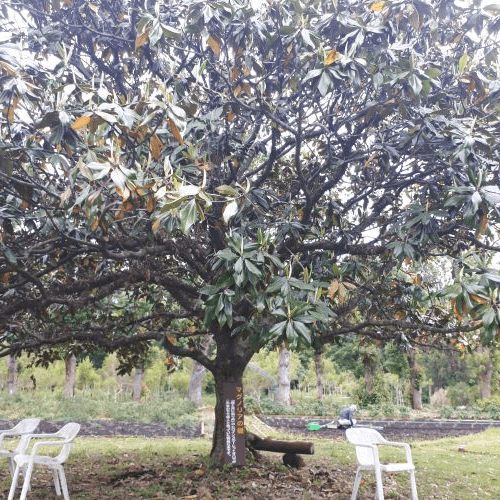 マグノリアの木